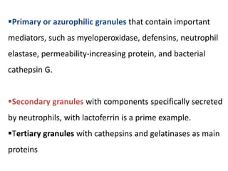Primary or azurophilic granules that contain important
mediators, such as myeloperoxidase, defensins, neutrophil
elastase, permeability-increasing protein, and bacterial
cathepsin G.
Secondary granules with components specifically secreted
by neutrophils, with lactoferrin is a prime example.
Tertiary granules with cathepsins and gelatinases as main
proteins
 