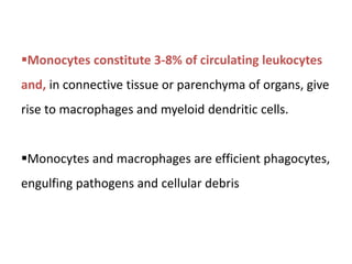 Monocytes constitute 3-8% of circulating leukocytes
and, in connective tissue or parenchyma of organs, give
rise to macrophages and myeloid dendritic cells.
Monocytes and macrophages are efficient phagocytes,
engulfing pathogens and cellular debris
 