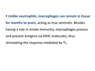  Unlike neutrophils, macrophages can remain in tissue
for months to years, acting as true sentinels. Besides
having a role in innate immunity, macrophages process
and present antigens via MHC molecules, thus
stimulating the response mediated by TL.
 