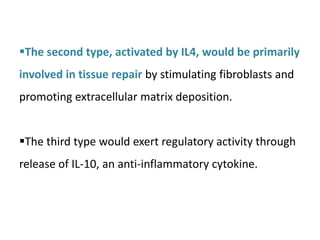 The second type, activated by IL4, would be primarily
involved in tissue repair by stimulating fibroblasts and
promoting extracellular matrix deposition.
The third type would exert regulatory activity through
release of IL-10, an anti-inflammatory cytokine.
 