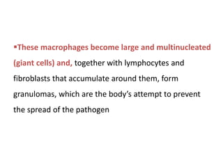 These macrophages become large and multinucleated
(giant cells) and, together with lymphocytes and
fibroblasts that accumulate around them, form
granulomas, which are the body’s attempt to prevent
the spread of the pathogen
 