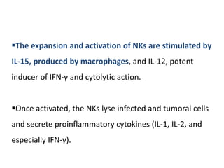 The expansion and activation of NKs are stimulated by
IL-15, produced by macrophages, and IL-12, potent
inducer of IFN-γ and cytolytic action.
Once activated, the NKs lyse infected and tumoral cells
and secrete proinflammatory cytokines (IL-1, IL-2, and
especially IFN-γ).
 