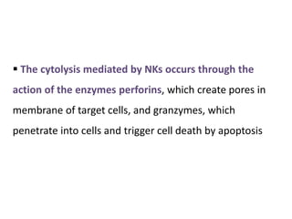  The cytolysis mediated by NKs occurs through the
action of the enzymes perforins, which create pores in
membrane of target cells, and granzymes, which
penetrate into cells and trigger cell death by apoptosis
 