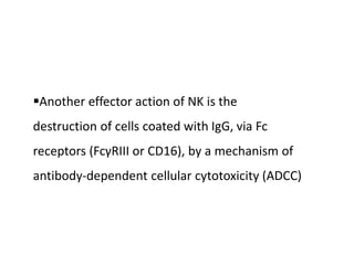 Another effector action of NK is the
destruction of cells coated with IgG, via Fc
receptors (FcγRIII or CD16), by a mechanism of
antibody-dependent cellular cytotoxicity (ADCC)
 