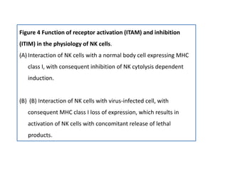 Figure 4 Function of receptor activation (ITAM) and inhibition
(ITIM) in the physiology of NK cells.
(A) Interaction of NK cells with a normal body cell expressing MHC
class I, with consequent inhibition of NK cytolysis dependent
induction.
(B) (B) Interaction of NK cells with virus-infected cell, with
consequent MHC class I loss of expression, which results in
activation of NK cells with concomitant release of lethal
products.
 