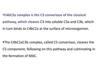C4bC2a complex is the C3 convertase of the classical
pathway, which cleaves C3 into soluble C3a and C3b, which
in turn binds to C4bC2a at the surface of microorganism.
The C4bC2aC3b complex, called C5 convertase, cleaves the
C5 component, following on this pathway and culminating in
the formation of MAC.
 