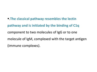.The classical pathway resembles the lectin
pathway and is initiated by the binding of C1q
component to two molecules of IgG or to one
molecule of IgM, complexed with the target antigen
(immune complexes).
 