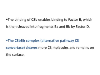 The binding of C3b enables binding to Factor B, which
is then cleaved into fragments Ba and Bb by Factor D.
The C3bBb complex (alternative pathway C3
convertase) cleaves more C3 molecules and remains on
the surface.
 