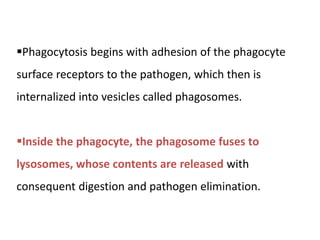 Phagocytosis begins with adhesion of the phagocyte
surface receptors to the pathogen, which then is
internalized into vesicles called phagosomes.
Inside the phagocyte, the phagosome fuses to
lysosomes, whose contents are released with
consequent digestion and pathogen elimination.
 