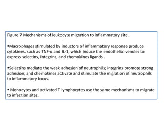 Figure 7 Mechanisms of leukocyte migration to inflammatory site.
Macrophages stimulated by inductors of inflammatory response produce
cytokines, such as TNF-α and IL-1, which induce the endothelial venules to
express selectins, integrins, and chemokines ligands .
Selectins mediate the weak adhesion of neutrophils; integrins promote strong
adhesion; and chemokines activate and stimulate the migration of neutrophils
to inflammatory focus.
 Monocytes and activated T lymphocytes use the same mechanisms to migrate
to infection sites.
 