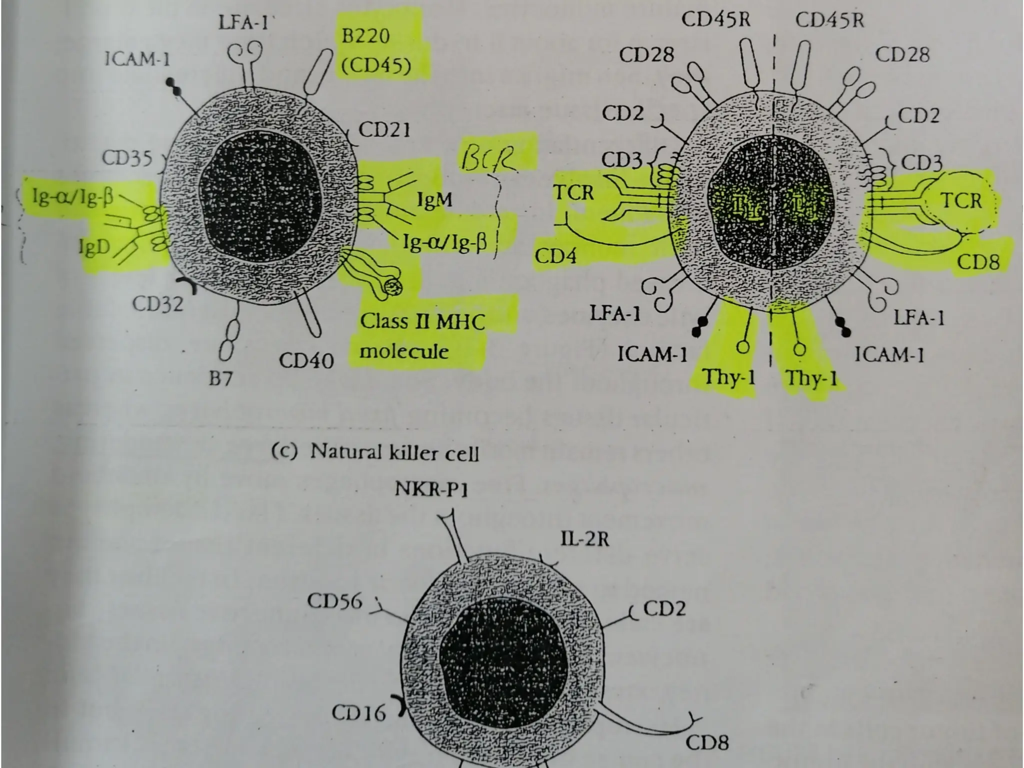 immunology.pdf immunity immune system mechanisms | PPT