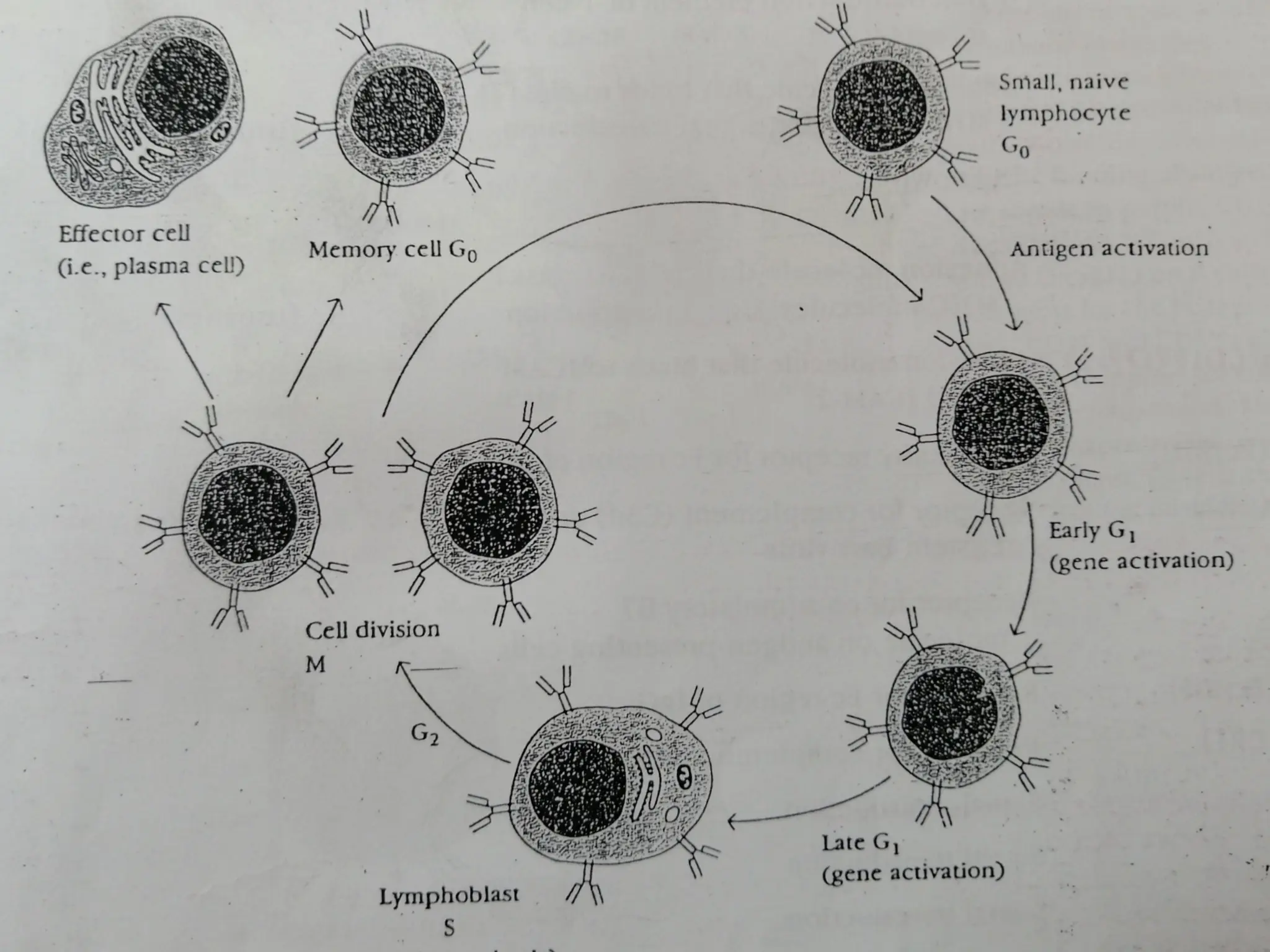 immunology.pdf immunity immune system mechanisms | PPT