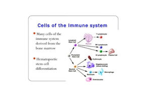 BASIC IMMUNOLOGY PRESENTATION AND IMMUNE SYSTEM .pptx