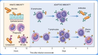 Comprehensive Overview of Major Histocompatibility Complex and Immune ...