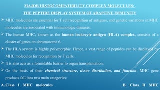 Comprehensive Overview of Major Histocompatibility Complex and Immune ...