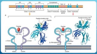 Comprehensive Overview of Major Histocompatibility Complex and Immune ...