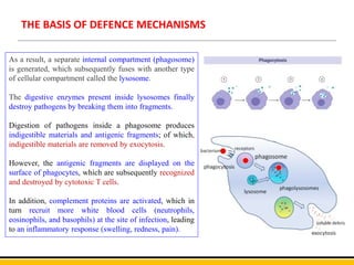THE BASIS OF DEFENCE MECHANISMS
As a result, a separate internal compartment (phagosome)
is generated, which subsequently fuses with another type
of cellular compartment called the lysosome.
The digestive enzymes present inside lysosomes finally
destroy pathogens by breaking them into fragments.
Digestion of pathogens inside a phagosome produces
indigestible materials and antigenic fragments; of which,
indigestible materials are removed by exocytosis.
However, the antigenic fragments are displayed on the
surface of phagocytes, which are subsequently recognized
and destroyed by cytotoxic T cells.
In addition, complement proteins are activated, which in
turn recruit more white blood cells (neutrophils,
eosinophils, and basophils) at the site of infection, leading
to an inflammatory response (swelling, redness, pain).
 