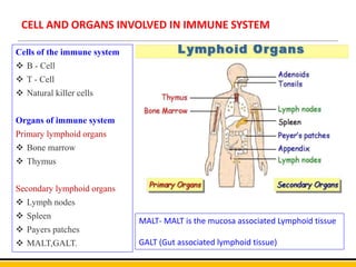 CELL AND ORGANS INVOLVED IN IMMUNE SYSTEM
Cells of the immune system
 B - Cell
 T - Cell
 Natural killer cells
Organs of immune system
Primary lymphoid organs
 Bone marrow
 Thymus
Secondary lymphoid organs
 Lymph nodes
 Spleen
 Payers patches
 MALT,GALT.
MALT- MALT is the mucosa associated Lymphoid tissue
GALT (Gut associated lymphoid tissue)
 