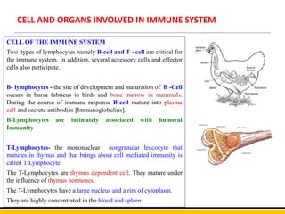 CELL AND ORGANS INVOLVED IN IMMUNE SYSTEM
CELL OF THE IMMUNE SYSTEM
Two types of lymphocytes namely B-cell and T - cell are critical for
the immune system. In addition, several accessory cells and effector
cells also participate.
B- lymphocytes - the site of development and maturation of B -Cell
occurs in bursa fabricus in birds and bone marrow in mammals.
During the course of immune response B-cell mature into plasma
cell and secrete antibodies [Immunoglobulins].
B-Lymphocytes are intimately associated with humoral
Immunity
T-Lymphocytes- the mononuclear nongranular leucocyte that
matures in thymus and that brings about cell mediated immunity is
called T Lymphocyte.
The T-Lymphocytes are thymus dependent cell. They mature under
the influence of thymus hormones.
The T-Lymphocytes have a large nucleus and a rim of cytoplasm.
They are highly concentrated in the blood and spleen.
 