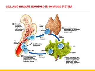 CELL AND ORGANS INVOLVED IN IMMUNE SYSTEM
 