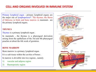 CELL AND ORGANS INVOLVED IN IMMUNE SYSTEM
Primary lymphoid organ - primary lymphoid organs are
the major site of lymphopoiesis*. The thymus, the Bursa
of fabricius in birds and bone marrow in mammals are
the primary lymphoid organs.
THYMUS
Thymus is a primary lymphoid organ .
In mammals , the thymus is a pharyngeal derivation
arising from the epithelium of the 3rd and 4th pharyngeal
pouches at about the 6th week of gestation.
BONE MARROW
Bone marrow is a primary lymphoid organ.
It is a salt tissue within the cavities of bones .
In marrow is divisible into two regions , namely
1) vascular and adipose region
2) Haemopoietic region
 