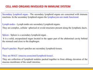 CELL AND ORGANS INVOLVED IN IMMUNE SYSTEM
Secondary lymphoid organ - The secondary lymphoid organs are concerned with immune
reactions. In the secondary lymphoid organs the lymphocytes are made functional.
Lymph nodes - Lymph nodes are secondary Lymphoid organs.
They are complex, cellular spherical or ovoid structures present along the lymphatic ducts.
Spleen - Spleen is a secondary lymphoid organ .
It is a solid, encapsulated organ located in the upper part of the abdominal cavity behind
the stomach and close to the diaphragm.
Peyer's patches- Peyer's patches are secondary lymphoid tissues.
They are MALT. (mucosa associated lymphoid tissue) .
They are collection of lymphoid nodules packed together to from oblong elevation of the
mucous membrane of the small intestine.
 
