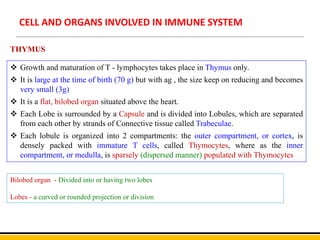 CELL AND ORGANS INVOLVED IN IMMUNE SYSTEM
 Growth and maturation of T - lymphocytes takes place in Thymus only.
 It is large at the time of birth (70 g) but with ag , the size keep on reducing and becomes
very small (3g)
 It is a flat, bilobed organ situated above the heart.
 Each Lobe is surrounded by a Capsule and is divided into Lobules, which are separated
from each other by strands of Connective tissue called Trabeculae.
 Each lobule is organized into 2 compartments: the outer compartment, or cortex, is
densely packed with immature T cells, called Thymocytes, where as the inner
compartment, or medulla, is sparsely (dispersed manner) populated with Thymocytes
THYMUS
Bilobed organ - Divided into or having two lobes
Lobes - a curved or rounded projection or division
 