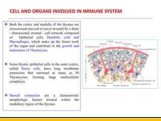 CELL AND ORGANS INVOLVED IN IMMUNE SYSTEM
 Both the cortex and medulla of the thymus are
crisscrossed (moved or travel around) by a three
- dimensional stromal - cell network composed
of Epithelial cells, Dendritic cells and
Macrophages, which make up the frame work
of the organ and contribute to the growth and
maturation of Thymocytes.
 Some thymic epithelial cells in the outer cortex,
called Nurse cells, have long membrane
extensions that surround as many as 50
Thymocytes, forming large multicellular
complexes.
 Hassall corpuscles are a characteristic
morphologic feature located within the
medullary region of the thymus.
 
