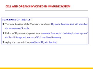 CELL AND ORGANS INVOLVED IN IMMUNE SYSTEM
FUNCTIONS OF THYMUS
 The main function of the Thymus is to release Thymosin hormone that will stimulate
the maturation of T -cells.
 Failure of Thymus development shows dramatic decrease in circulating Lymphocytes of
the T-ce11 lineage and absence of Cell - mediated immunity.
 Aging is accompanied by a decline in Thymic function.
 