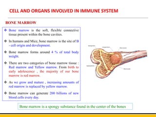 CELL AND ORGANS INVOLVED IN IMMUNE SYSTEM
 Bone marrow is the soft, flexible connective
tissue present within the bone cavities.
 In humans and Mice, bone marrow is the site of B
- cell origin and development.
 Bone marrow forms around 4 % of total body
weight.
 There are two categories of bone marrow tissue :
Red marrow and Yellow marrow. From birth to
early adolescence , the majority of our bone
marrow is red marrow.
 As we grow and mature , increasing amounts of
red marrow is replaced by yellow marrow.
 Bone marrow can generate 200 billions of new
blood cells every day.
BONE MARROW
Bone marrow is a spongy substance found in the center of the bones
 