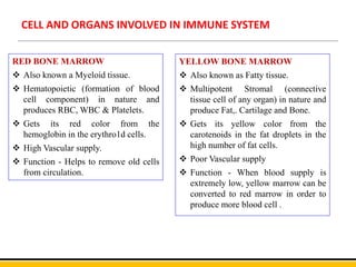 CELL AND ORGANS INVOLVED IN IMMUNE SYSTEM
RED BONE MARROW
 Also known a Myeloid tissue.
 Hematopoietic (formation of blood
cell component) in nature and
produces RBC, WBC & Platelets.
 Gets its red color from the
hemoglobin in the erythro1d cells.
 High Vascular supply.
 Function - Helps to remove old cells
from circulation.
YELLOW BONE MARROW
 Also known as Fatty tissue.
 Multipotent Stromal (connective
tissue cell of any organ) in nature and
produce Fat,. Cartilage and Bone.
 Gets its yellow color from the
carotenoids in the fat droplets in the
high number of fat cells.
 Poor Vascular supply
 Function - When blood supply is
extremely low, yellow marrow can be
converted to red marrow in order to
produce more blood cell .
 