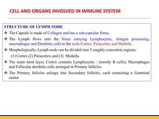 CELL AND ORGANS INVOLVED IN IMMUNE SYSTEM
STRUCTURE OF LYMPH NODE
 The Capsule is made of Collagen and has a sub-capsular Sinus.
 The Lymph flows into the Sinus carrying Lymphocytes, Antigen processing,
macrophages and Dendritic cells to the node Cortex, Paracortex and Medulla.
 Morphologically, Lymph node can be divided into 3 roughly concentric regions:
(1) Cortex (2) Paracortex and (3) Medulla.
 The outer most layer, Cortex contains Lymphocytes - (mostly B cells), Macrophages
and Follicular dendritic cells arranged in Primary follicles.
 The Primary follicles enlarge into Secondary follicles, each containing a Germinal
center.
 