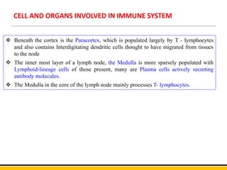 CELL AND ORGANS INVOLVED IN IMMUNE SYSTEM
 Beneath the cortex is the Paracortex, which is populated largely by T - lymphocytes
and also contains Interdigitating dendritic cells thought to have migrated from tissues
to the node
 The inner most layer of a lymph node, the Medulla is more sparsely populated with
Lymphoid-lineage cells of those present, many are Plasma cells actively secreting
antibody molecules.
 The Medulla in the core of the lymph node mainly processes T- lymphocytes.
 