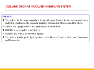 CELL AND ORGANS INVOLVED IN IMMUNE SYSTEM
SPLEEN
 The spleen is the large secondary lymphoid organ located in the Abdominal cavity
under the Diaphragm, the muscular partition between the Abdomen and the Chest.
 Similar to a Lymph node, it acts primarily as a blood filter.
 Old RBCs are recycled in the Spleen.
 Platelets and WBCs are stored in Spleen.
 The spleen also helps to fight against certain kinds of bacteria that cause Pneumonia
and Meningitis.
 