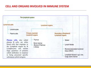CELL AND ORGANS INVOLVED IN IMMUNE SYSTEM
Plasma cells, also called
plasma B cells, are white
blood cells that originate in
the Lymphoid organs by B
Lymphocytes and secrete
large quantities of proteins
called antibodies in response
to being presented specific
substances called antigens.
 