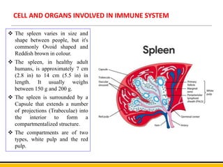CELL AND ORGANS INVOLVED IN IMMUNE SYSTEM
 The spleen varies in size and
shape between people, but it's
commonly Ovoid shaped and
Reddish brown in colour.
 The spleen, in healthy adult
humans, is approximately 7 cm
(2.8 in) to 14 cm (5.5 in) in
length. It usually weighs
between 150 g and 200 g.
 The spleen is surrounded by a
Capsule that extends a number
of projections (Trabeculae) into
the interior to form a
compartmentalized structure.
 The compartments are of two
types, white pulp and the red
pulp.
 
