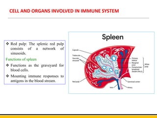 CELL AND ORGANS INVOLVED IN IMMUNE SYSTEM
 Red pulp: The splenic red pulp
consists of a network of
sinusoids.
Functions of spleen
 Functions as the graveyard for
blood cells.
 Mounting immune responses to
antigens in the blood stream.
 