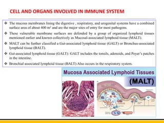 CELL AND ORGANS INVOLVED IN IMMUNE SYSTEM
 The mucous membranes lining the digestive , respiratory, and urogenital systems have a combined
surface area of about 400 m2 and are the major sites of entry for most pathogens.
 These vulnerable membrane surfaces are defended by a group of organized lymphoid tissues
mentioned earlier and known collectively as Mucosal-associated lymphoid tissue (MALT).
 MALT can be further classified a Gut-associated lymphoid tissue (GALT) or Bronchus-associated
lymphoid tissue (BALT).
 Gut-associated lymphoid tissue (GALT): GALT includes the tonsils, adenoids, and Peyer’s patches
in the intestine.
 Bronchial associated lymphoid tissue (BALT):Also occurs in the respiratory system.
 