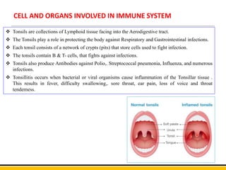 CELL AND ORGANS INVOLVED IN IMMUNE SYSTEM
 Tonsils are collections of Lymphoid tissue facing into the Aerodigestive tract.
 The Tonsils play a role in protecting the body against Respiratory and Gastrointestinal infections.
 Each tonsil consists of a network of crypts (pits) that store cells used to fight infection.
 The tonsils contain B & T- cells, that fights against infections.
 Tonsils also produce Antibodies against Polio,. Streptococcal pneumonia, Influenza, and numerous
infections.
 Tonsillitis occurs when bacterial or viral organisms cause inflammation of the Tonsillar tissue .
This results in fever, difficulty swallowing,. sore throat, ear pain, loss of voice and throat
tenderness.
 
