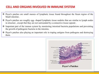 CELL AND ORGANS INVOLVED IN IMMUNE SYSTEM
 Peyer's patches are small masses of lymphatic tissue found throughout the lleum region of the
Small intestine .
 Peyer's patches are roughly egg- shaped lymphatic tissue nodules that are similar to lymph nodes
in structure , except that they are not surrounded by a connective tissue capsule .
 Important part of the immun system by monitoring intestinal bacteria populations and preventing
the growth of pathogenic bacteria in the intestins.
 Peyer's patches also playing an important role in traping antigens from pathogens and destroying
them.
 