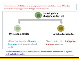 Pluripotent hematopoietic stem cells thus differentiate into bone marrow as myeloid
or lymphoid stem cells.
Hematopoietic stem cells (HSC) are the rare, multipotent cells that reside in the bone marrow (BM) and are
responsible for the life-long production of all types of mature blood cells
 