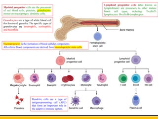 Haematopoiesis is the formation of blood cellular components.
All cellular blood components are derived from haematopoietic stem cells.
Myeloid progenitor cells are the precursors
of red blood cells, platelets, granulocytes,
monocyte-macrophages, dendritic cells.
Lymphoid progenitor cells (also known as
lymphoblasts) are precursors to other mature
blood cell types, including: T-cells/T-
lymphocytes. B-cells/B-lymphocytes.
Granulocytes are a type of white blood cell
that has small granules. The specific types of
granulocytes are neutrophils, eosinophils,
and basophils.
Dendritic cells are a type of
antigen-presenting cell (APC)
that form an important role in
the adaptive immune system.
 