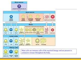 Mast cells are immune cells of the myeloid lineage and are present in
connective tissues throughout the body.
 