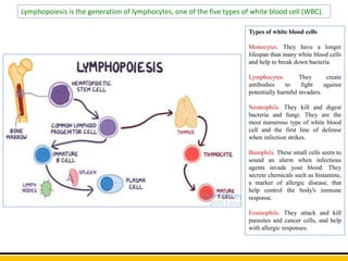 Lymphopoiesis is the generation of lymphocytes, one of the five types of white blood cell (WBC).
Types of white blood cells
Monocytes. They have a longer
lifespan than many white blood cells
and help to break down bacteria.
Lymphocytes. They create
antibodies to fight against
potentially harmful invaders.
Neutrophils. They kill and digest
bacteria and fungi. They are the
most numerous type of white blood
cell and the first line of defense
when infection strikes.
Basophils. These small cells seem to
sound an alarm when infectious
agents invade your blood. They
secrete chemicals such as histamine,
a marker of allergic disease, that
help control the body's immune
response.
Eosinophils. They attack and kill
parasites and cancer cells, and help
with allergic responses.
 
