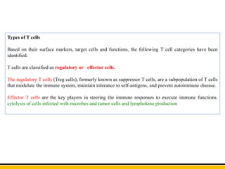 Types of T cells
Based on their surface markers, target cells and functions, the following T cell categories have been
identified.
T cells are classified as regulatory or effector cells.
The regulatory T cells (Treg cells), formerly known as suppressor T cells, are a subpopulation of T cells
that modulate the immune system, maintain tolerance to self-antigens, and prevent autoimmune disease.
Effector T cells are the key players in steering the immune responses to execute immune functions.
cytolysis of cells infected with microbes and tumor cells and lymphokine production
 