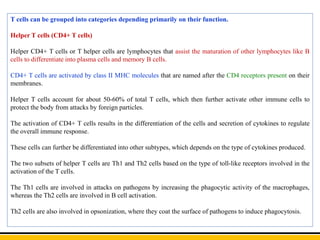 T cells can be grouped into categories depending primarily on their function.
Helper T cells (CD4+ T cells)
Helper CD4+ T cells or T helper cells are lymphocytes that assist the maturation of other lymphocytes like B
cells to differentiate into plasma cells and memory B cells.
CD4+ T cells are activated by class II MHC molecules that are named after the CD4 receptors present on their
membranes.
Helper T cells account for about 50-60% of total T cells, which then further activate other immune cells to
protect the body from attacks by foreign particles.
The activation of CD4+ T cells results in the differentiation of the cells and secretion of cytokines to regulate
the overall immune response.
These cells can further be differentiated into other subtypes, which depends on the type of cytokines produced.
The two subsets of helper T cells are Th1 and Th2 cells based on the type of toll-like receptors involved in the
activation of the T cells.
The Th1 cells are involved in attacks on pathogens by increasing the phagocytic activity of the macrophages,
whereas the Th2 cells are involved in B cell activation.
Th2 cells are also involved in opsonization, where they coat the surface of pathogens to induce phagocytosis.
 