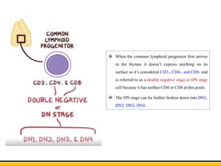  When the common lymphoid progenitor first arrives
in the thymus it doesn’t express anything on its
surface so it’s considered CD3-, CD4-, and CD8- and
is referred to as a double negative stage or DN stage
cell because it has neither CD4 or CD8 at this point.
 The DN stage can be further broken down into DN1,
DN2, DN3, DN4.
 
