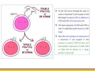  As the cell moves through the steps to
create a functional T cell receptor it will
then begin to express CD3 in addition to
CD4 and CD8, all on the same cell.
 The dual expression of CD4 and CD8 is
why it’s called the double positive or DP
stage.
 Once the cell completes its expression of
a functional T cell receptor it will
continue to express CD3 but then will
downregulate expression of either CD4
or CD8 and be known as a single
positive T cell or SP.
 