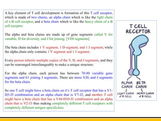 A key element of T cell development is formation of this T cell receptor,
which is made of two chains, an alpha chain which is like the light chain
of a B cell receptor, and a beta chain which is like the heavy chain of a B
cell receptor.
The alpha and beta chains are made up of gene segments called V for
variable, D for diversity, and J for joining. [VDJ segments]
The beta chain includes 1 V segment, 1 D segment, and 1 J segment; while
the alpha chain only contains 1 V segment and 1 J segment.
Every person inherits multiple copies of the V, D, and J segments, and they
can be rearranged interchangeably to make a unique structure.
For the alpha chain, each person has between 70-80 variable gene
segments and 61 joining J segments. There are more V,D, and J segments
for the beta chain.
So one T cell might have a beta chain on it’s T cell receptor that has a V1-
D3-J5 combination and an alpha chain that is V7-J2, and another T cell
might have a beta chain that has a V44-D10-J1 combination and an alpha
chain that is V2-J3 thus making completely different T cell receptors with
completely different antigen specificities.
 