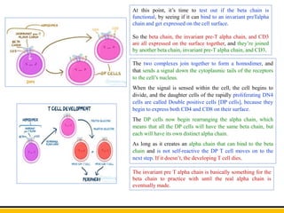 The two complexes join together to form a homodimer, and
that sends a signal down the cytoplasmic tails of the receptors
to the cell’s nucleus.
When the signal is sensed within the cell, the cell begins to
divide, and the daughter cells of the rapidly proliferating DN4
cells are called Double positive cells [DP cells], because they
begin to express both CD4 and CD8 on their surface.
The DP cells now begin rearranging the alpha chain, which
means that all the DP cells will have the same beta chain, but
each will have its own distinct alpha chain.
As long as it creates an alpha chain that can bind to the beta
chain and is not self-reactive the DP T cell moves on to the
next step. If it doesn’t, the developing T cell dies.
At this point, it’s time to test out if the beta chain is
functional, by seeing if it can bind to an invariant preTalpha
chain and get expressed on the cell surface.
So the beta chain, the invariant pre-T alpha chain, and CD3
are all expressed on the surface together, and they’re joined
by another beta chain, invariant pre-T alpha chain, and CD3.
The invariant pre T alpha chain is basically something for the
beta chain to practice with until the real alpha chain is
eventually made.
 